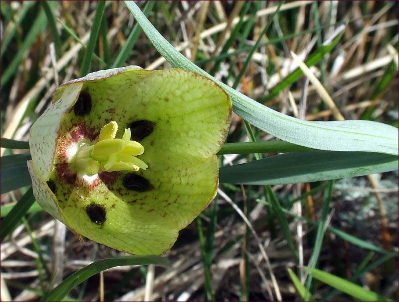 Fritillaria involucrata / Meleagride piemontese